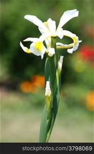Yellow Iris in village garden