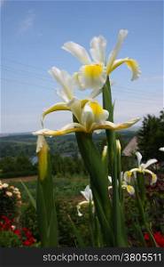Yellow Iris in village garden