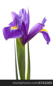yellow iris on isolated