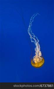 Yellow jellyfish swimming in crystal clear blue tropical waters.