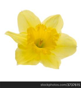 Yellow jonquil flower isolated on white background.