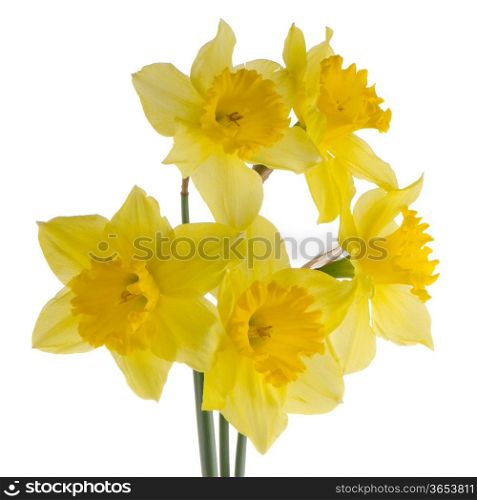 Yellow jonquil flowers isolated on white background.