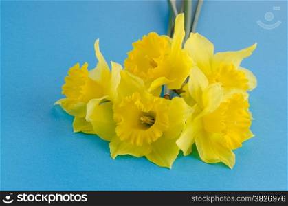 Yellow jonquil flowers on blue background.