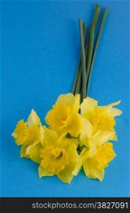 Yellow jonquil flowers on blue background.
