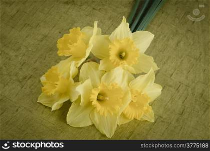 Yellow jonquil flowers on green painted background.