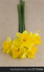 Yellow jonquil flowers on paper background.