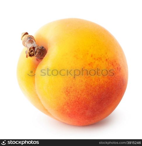 Yellow juicy apricot with a brown handle isolation on white. Yellow juicy apricot with a brown handle