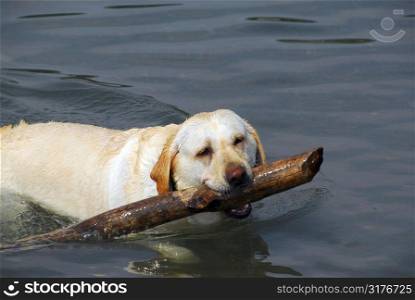 Yellow lab swimming in a lake fetching a big stick