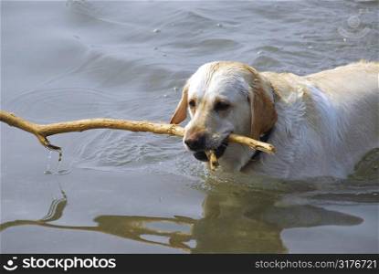 Yellow lab swimming in a lake holding a stick