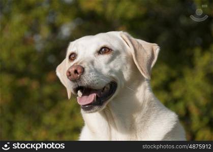 Yellow Labrador Portrait