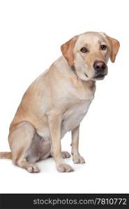 Yellow Labrador Retriever. Yellow Labrador Retriever dog in front of a white background