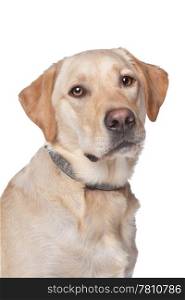 Yellow Labrador Retriever. Yellow Labrador Retriever dog in front of a white background