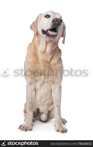 Yellow Labrador Retriever. Yellow Labrador Retriever in front of a white background