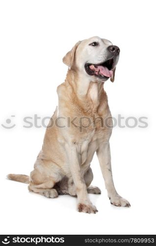 Yellow Labrador Retriever. Yellow Labrador Retriever in front of a white background