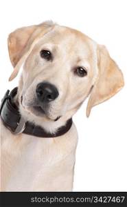 yellow Labrador. yellow Labrador in front of a white background
