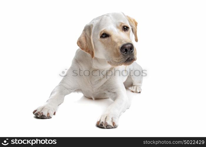 Yellow Labrador. Yellow Labrador in front of a white background
