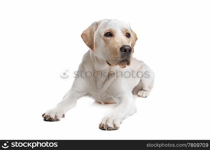Yellow Labrador. Yellow Labrador in front of a white background
