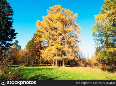 Yellow larch trees in a forest clearing on a Sunny day. Yellow larch trees in a forest clearing on a Sunny day .