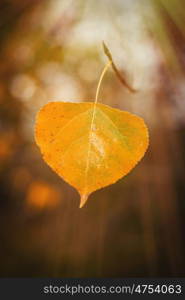 Yellow leaf close up with the sunny light in the Autumn