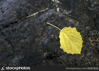 Yellow leaf closeup on the stone