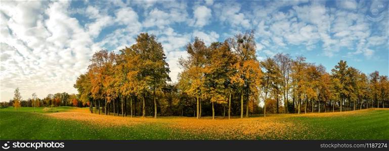 Yellow leaf fall on green grass, meadow in autumn park, panoramic view. Trees with colorful foliage, nobody. Nature landscape in sunny day. Yellow leaf fall, meadow in autumn park, panorama
