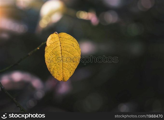 Yellow leaf in Autumn with blurry bokeh sunlight background, Beautiful golden nature in fall season