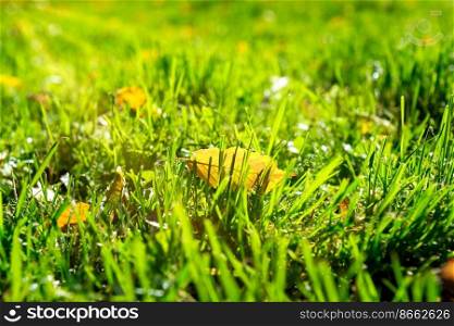 Yellow leaf in green grass under sunbeams
