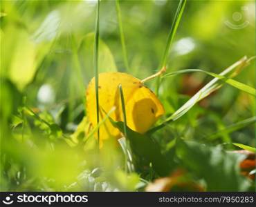 yellow leaf in the grass