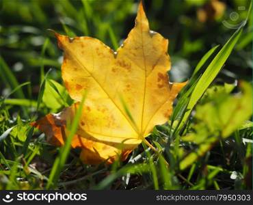 yellow leaf in the grass