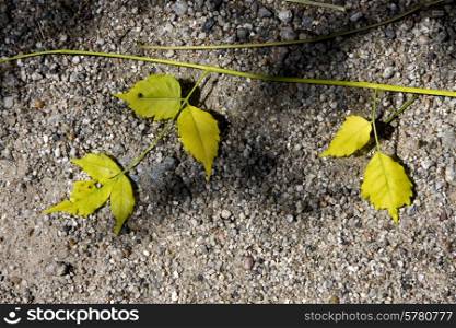 yellow leaf in the rocky ground in the centre of colonia del sacramento uruguay