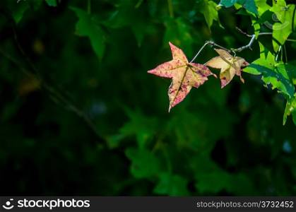 yellow leaf on a green background