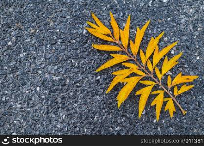 Yellow leaf on black terrazzo floor.