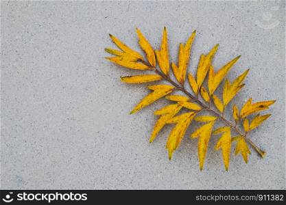 Yellow leaf on greyTerrazzo floor.