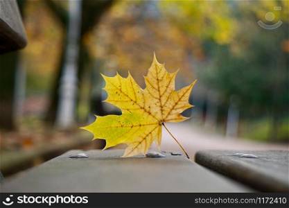 yellow leaf on the wooden bench in the nature, winter season