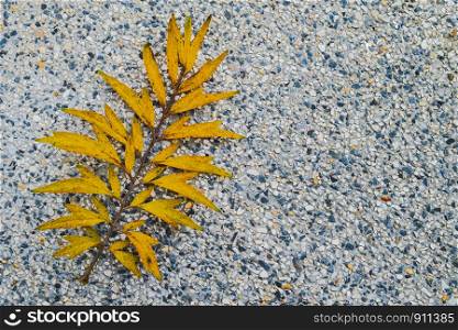 Yellow leaf on white terrazzo floor.