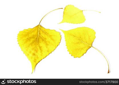Yellow leaf poplar, leaf fall, leaves,