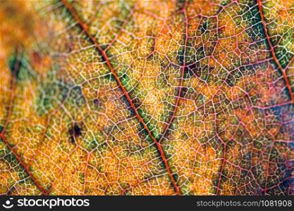 yellow leaf textured abstract background in autumn season