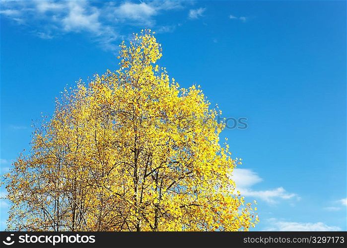 Yellow leaves against the clear blue sky