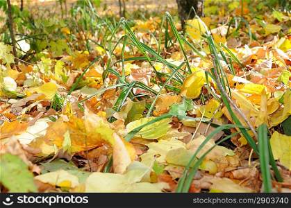 Yellow leaves and grass in autumn wood