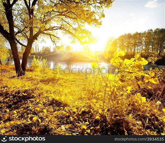 Yellow leaves and river in the autumn