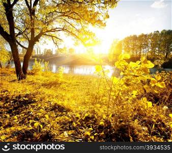 Yellow leaves and river in the autumn