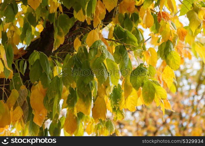 Yellow leaves. Autumn is coming