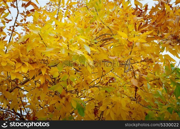 Yellow leaves. Autumn is coming