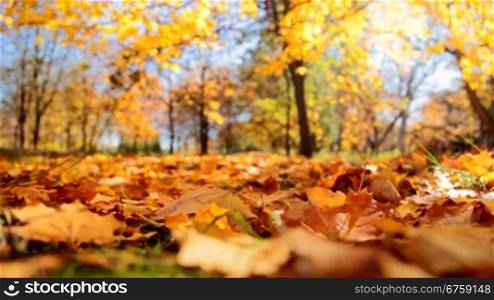 yellow Leaves falling from an autumn tree
