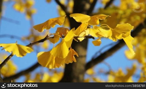 Yellow Leaves: Ginkgo Biloba Tree, close up &#8211; autumn season