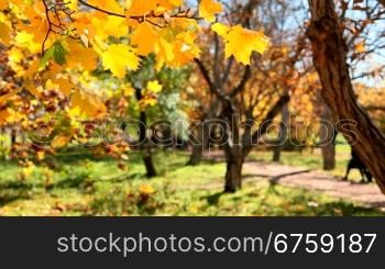 yellow leaves in autumn park
