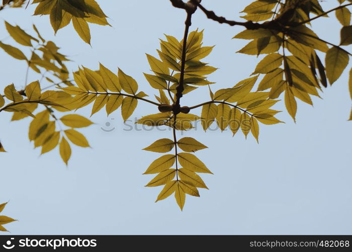 yellow leaves in springtime