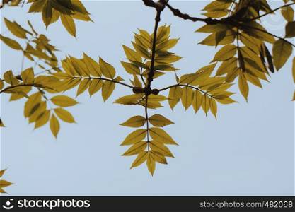 yellow leaves in springtime
