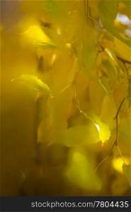 Yellow leaves of a linden. Photographing through the misted over glass.