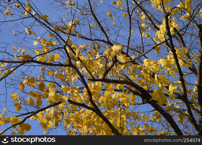 Yellow leaves of a linden. Yellowing leaves on the branches of a tree. Autumn background from leaves of a linden. Yellow autumn leaves.. Yellow leaves of a linden. Yellowing leaves on the branches of a tree. Autumn background from leaves of a linden. Yellow autumn leaves